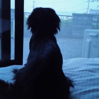 mashuuu95's profile picture. 趣味垢😻猫より犬派🐶 京都住み🏠