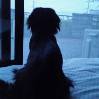 ましゅ (@mashuuu95) 's Twitter Profile