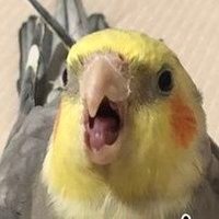 ともも (@yappiyappi) 's Twitter Profile