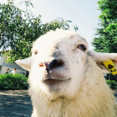 がりべこさんのプロフィール画像