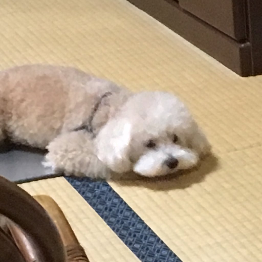 gaddon's profile picture. 日常生活の感想を垂れ流す