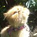 QuirkyCat (@quirkycat3) Twitter profile photo