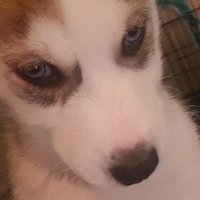 SR_Tichus (@srtichus) 's Twitter Profile