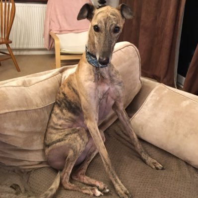 I’m Freddie (Salacres Freddy), retired greyhound, loving life in my furever home. My sister @DivaGreyhound is 🌈, and I have a new sister @GreyhoundRayna ❤️