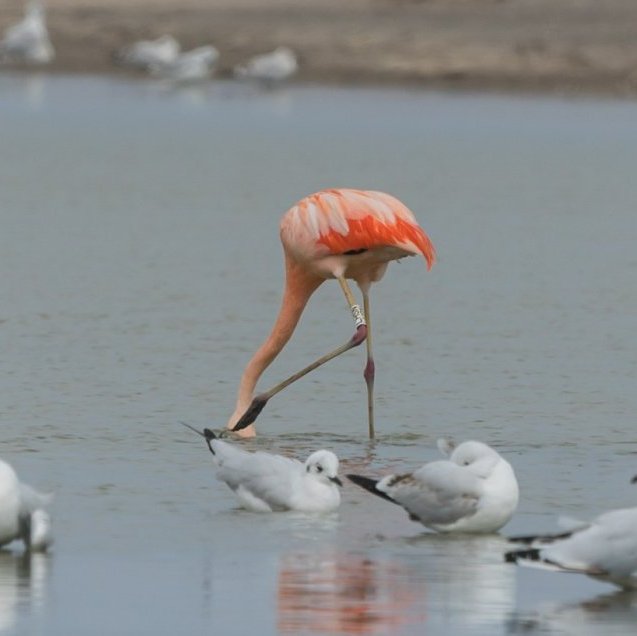 Soy el humedal que concentra la mayor cantidad de aves de todo Chile. A defender nuestro territorio.