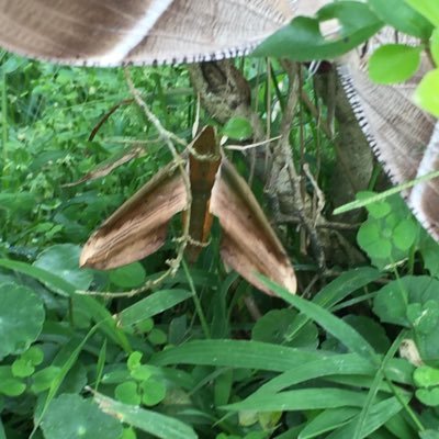 manimahmood's profile picture. I am a human