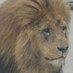 Arun Kataria (@stalbanskat) Twitter profile photo