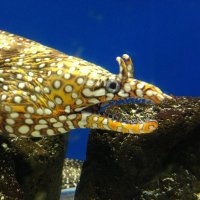 うつぼ (@_apple_cinnamon) 's Twitter Profile Photo