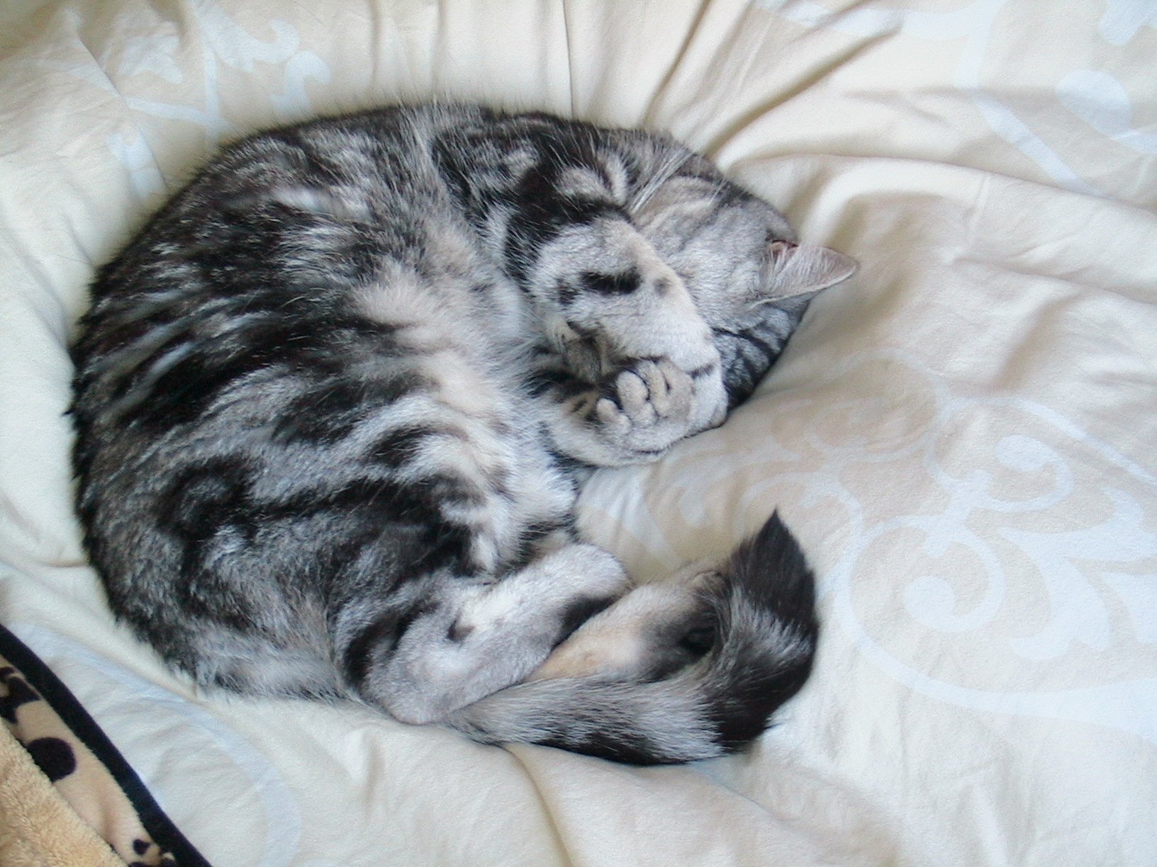 fedaridy's profile picture. onderwijs, voetbal en  mijn hond Ollie