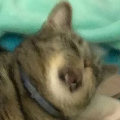 crazy1diz's profile picture. 피난 나온 일님(본계 @mavi1diz)