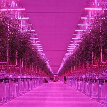 ☞Professional LED Grow light Manufactuer
☞Website: https://t.co/IaC5vcnh1e 
☞Whatsapp:+86 132 6578 6006 
☞E-mail: carter@grow4max.com 
#Grow4Max #Verticalfarm #CEA