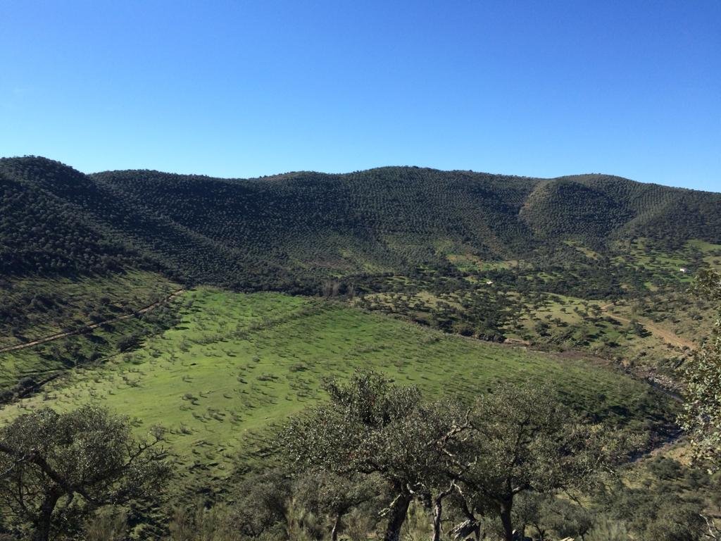 Javier31461393's profile picture. 