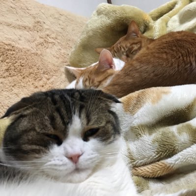 白キジスコのチップ♂と茶白のデール♂と茶トラのクラリス♂♡ 猫好きさんよろしくお願いします🐈基本無言フォロー