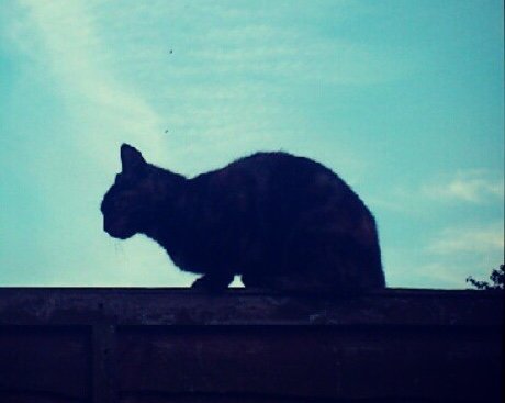 AlGoldsmith's profile picture. I do run run run run I do run run