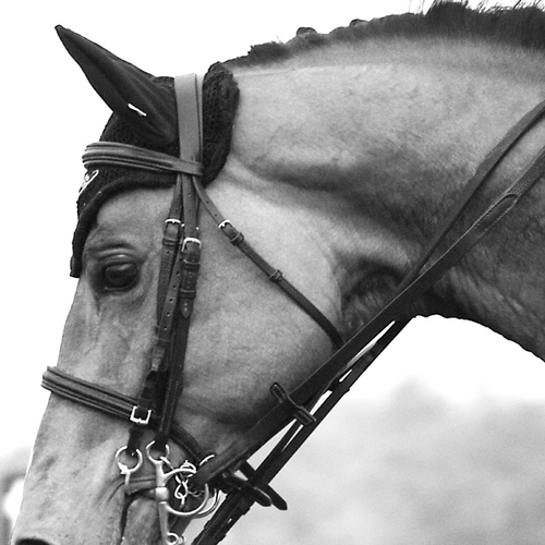 FredMariePhoto's profile picture. French Photographer with passion for Horses, black&white and square format.