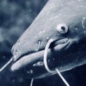 namazu_vot's profile picture. 日本に生まれてよかったナマズ