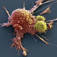 AnuCell Biosystems (@anucellb) 's Twitter Profile