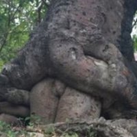 The Real Aussiebogan (@aussiebogan1) 's Twitter Profile