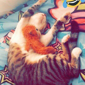 tammy_core's profile picture. Core intern. Mineola High School student