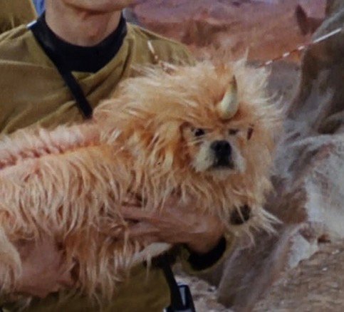 Antifa Star Trek dog