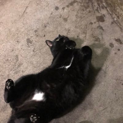 クーレイルさんのプロフィール画像