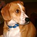 Patriot Pets (@otisfourpaws) Twitter profile photo Patriot Pets (@otisfourpaws) Twitter profile photo