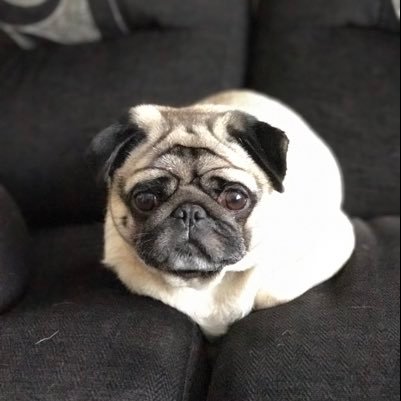 Smokeypugs Profile Picture