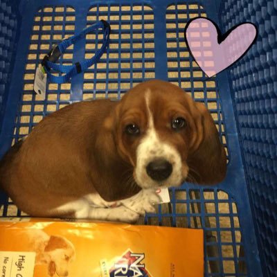 Hi I'm Lucas, a basset hound. I like to chew on anything I can get my paws on. Just here to hopefully make you happy 😊Oh hi I'm Lucas!