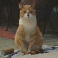 Busca a tu mascota (@sebuscacdmx) 's Twitter Profile