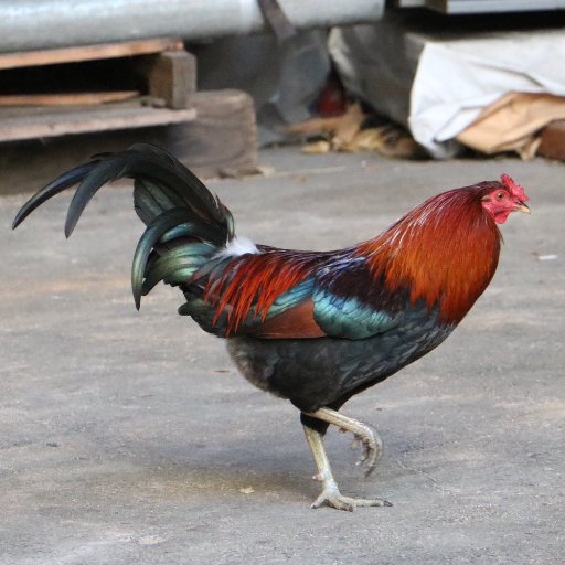 LouieRooster's profile picture. 🐓 I work 0 jobs but believe #1job SHD B ENUFF 4 ppl to support their fams. March w/me & @uniteherehawaii. #MarriottStrike Lead Mascot🐔🏝️