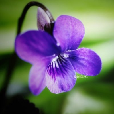 すみれの花 みやれいこうみの東京の発表はいつですか 真顔