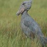 UgBirdGuides's profile picture. This is one of the oldest local clubs in East Africa that has a network of bird guides all over the birding sites in the country