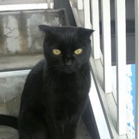 daruman (@necodaruman) 's Twitter Profile