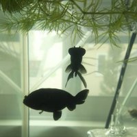 ユキの生き物 飼育日記 (@ririyuki1) 's Twitter Profile Photo ユキの生き物 飼育日記 (@ririyuki1) 's Twitter Profile Photo