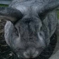 Roly🌈Ollie & Madeleine #LoveandPeace #LovenoHate (@madi_nroly) 's Twitter Profile