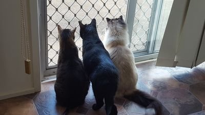 LuceneNavarre's profile picture. 