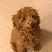 itohisa (@itohisa0708) 's Twitter Profile