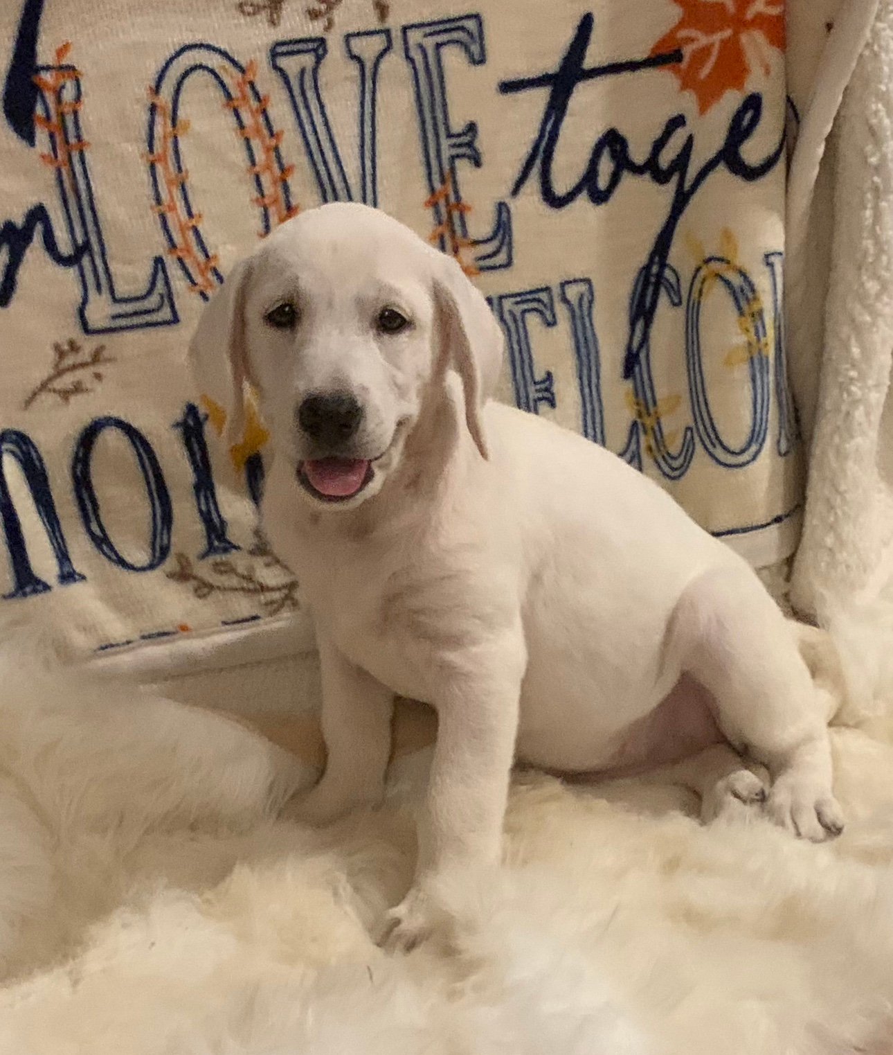 KrinerCom's profile picture. Lifetime believer with a canine obsession. Raised 8 children and now white English Labrador Retrievers. Lapaca and llamas