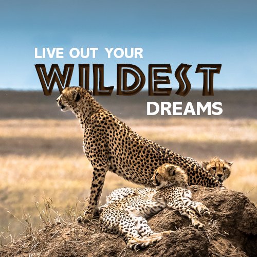 Tanzania  has  it  all  –  spectacular  safari,  beautiful  beaches,  fascinating  culture  and  welcoming  people. Live out your #WILDESTDREAMS 🇹🇿
#Tanzania