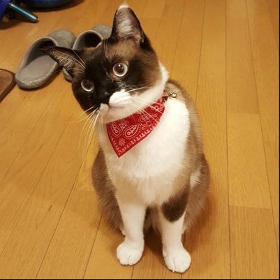 まんまるな青い目と白黒ハーフ&ハーフの顔が特徴の『あんず』の日常をつぶやくアカウント。生後2週間の時に雑木林でホームレス猫をしていたところを保護(今年で8歳になりました)『1日1あんず』でゆる〜くつぶやきます🐈毎日更新頑張るので、お気軽にフォロー・いいね・リツイートをよろしくお願いします!🙇♂️