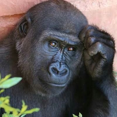 ゴリラのひとさんのプロフィール画像
