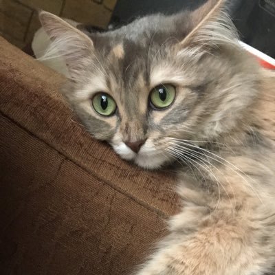 AliaAhmad95's profile picture. Dental and oral surgery | BDS JUST|2018, ♋️.