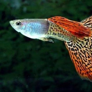 Top Ikan Guppy Ikanguppytop Twitter