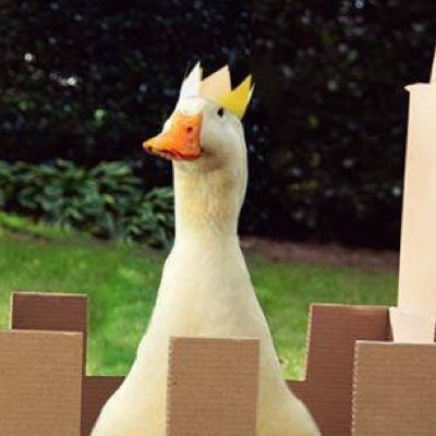 royalduckking's profile picture. Duck and non-duck related content. #Destiny2, #SoT, and other gamer stuff. Xbox: royalduckking 🗿 Steam: royalduckking 🦆