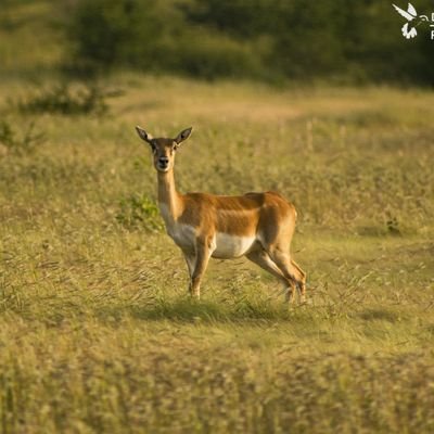 i want to know everything about wildlife photography but its like deep see...