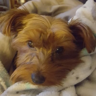 skeeterchex's profile picture. love country music, reading, my animals,  and Live PD. im a true supporter of all #leos, #firefighters, #firstresponders and #animalrescue
