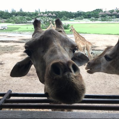 giragh1's profile picture. 半導体部品メーカーの海外営業。