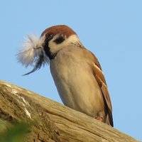 Save Tyttenhanger! (@savetyttgp) 's Twitter Profile