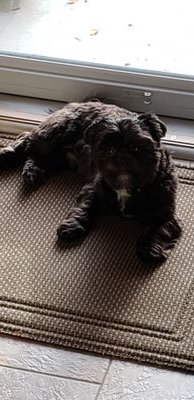 FumingLibertar1's profile picture. Recovering Republocrat thinking a valid third party is the only answer. Temporary member blue wave #MakeOrwellFictionAgain #MOFA #ImpeachNow