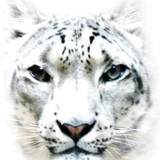 elmerdsilva's profile picture. 